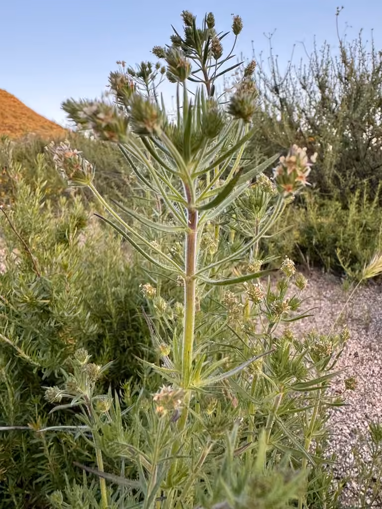 Plantain des sables, En fleurs