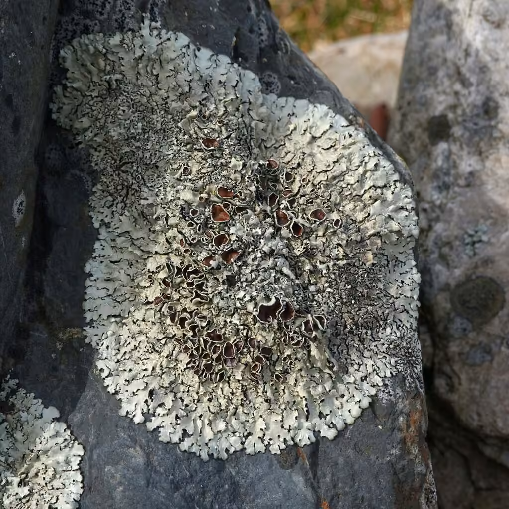 Narrow-lobed Rock-shield, photo 1 of 5