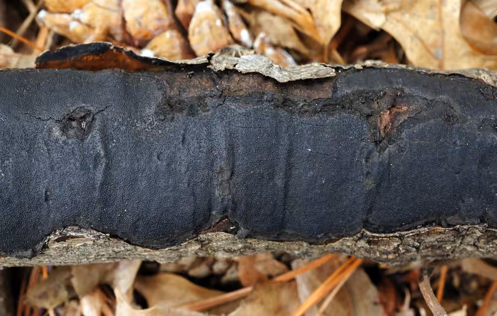 Biscogniauxia mediterranea