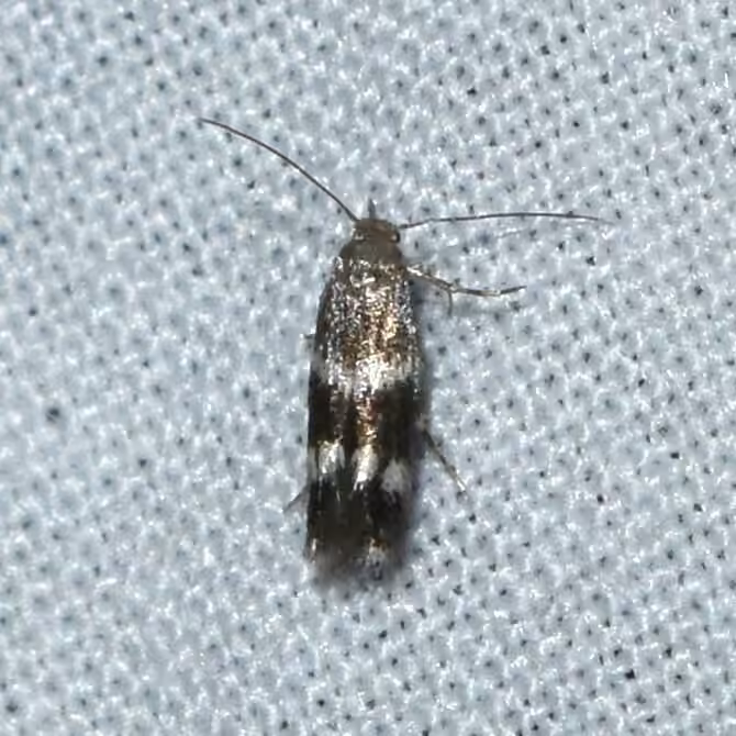 Elachista illectella, Adult