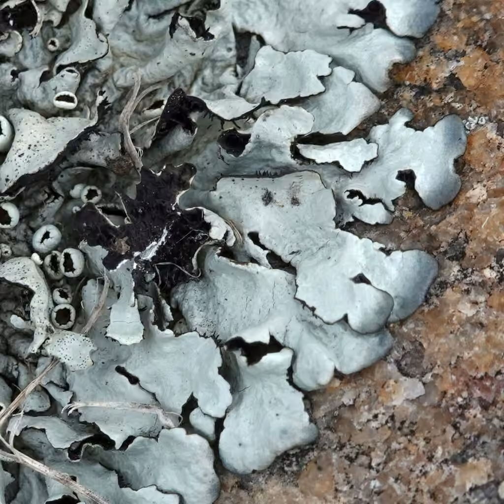 Narrow-lobed Rock-shield, photo 2 of 5