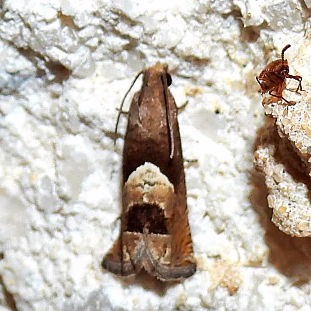Epiblema boxcana, Adult