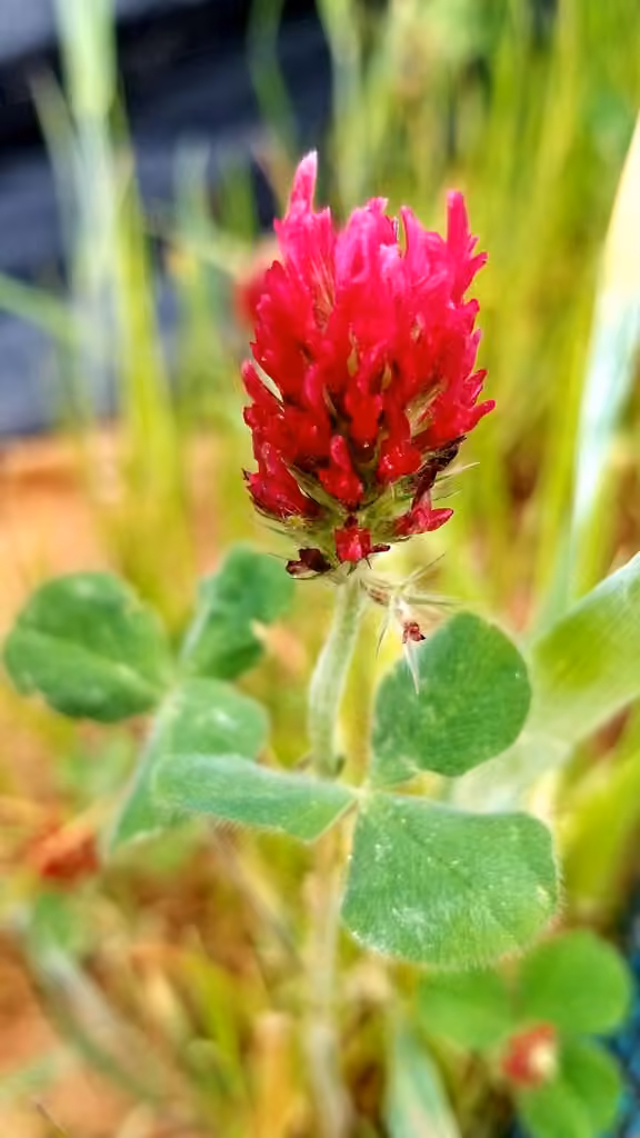 Trèfle incarnat, En fleurs