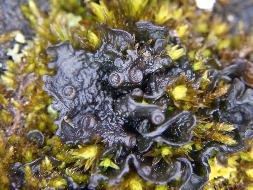 Leptoge gélatineux, photo 1 sur 5