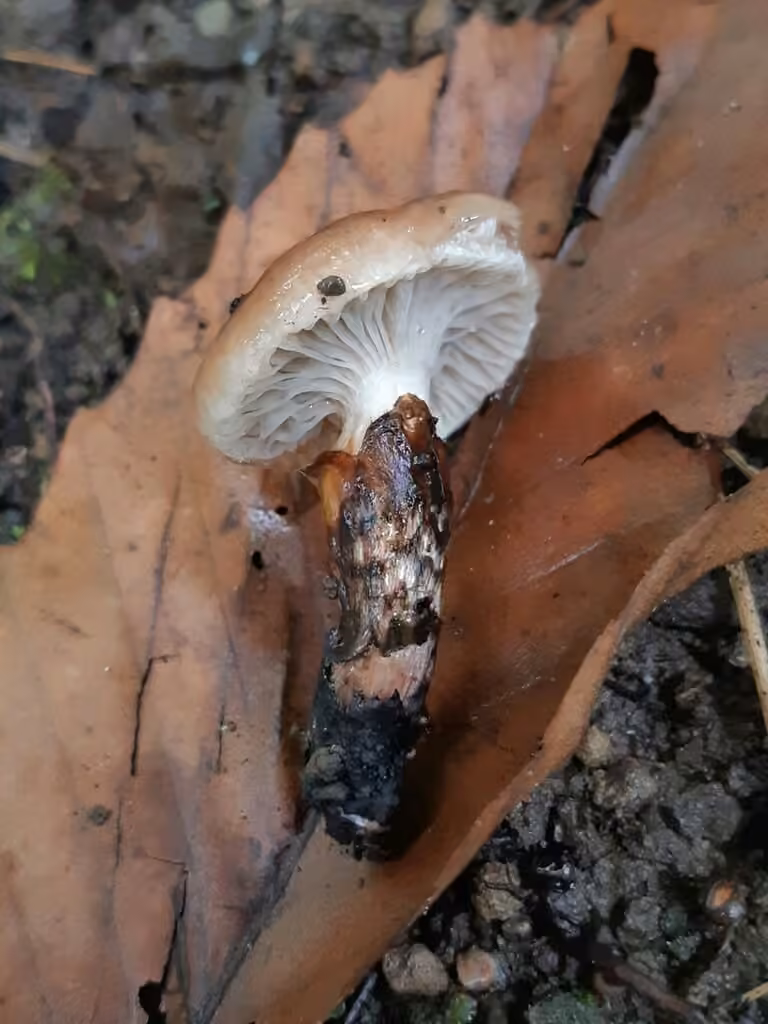 Gomphidius nigricans, photo 2 sur 5