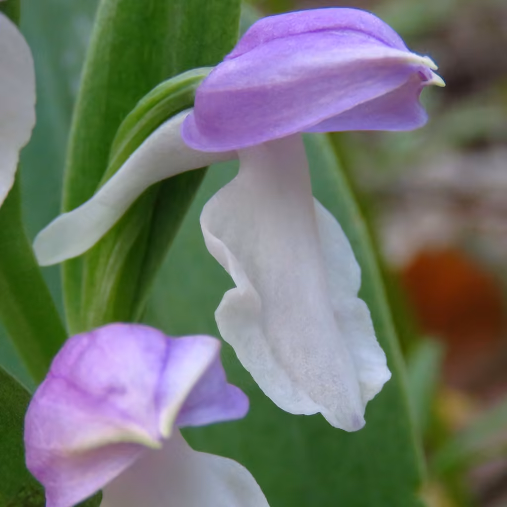 Galéaris remarquable, En fleurs