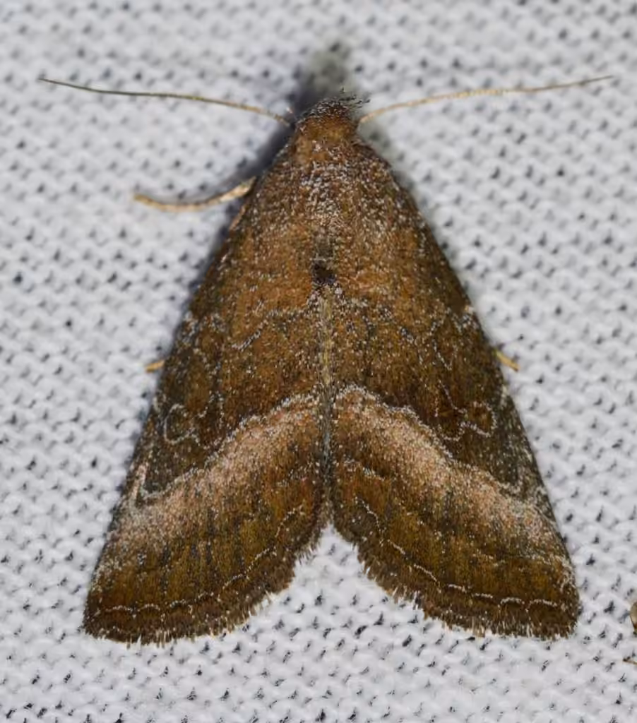 Common Pinkband, photo 2 of 5