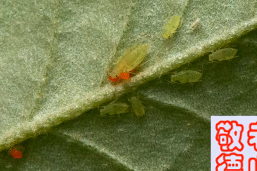 Artichoke Aphid, photo 3 of 5