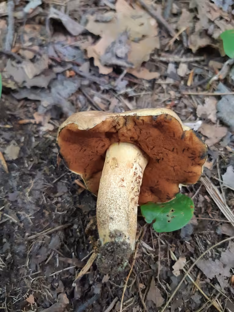 Bolet vermiculé, photo 2 of 5