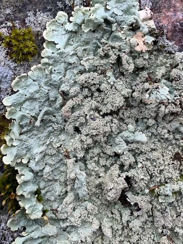 Rock Greenshield, photo 1 of 5