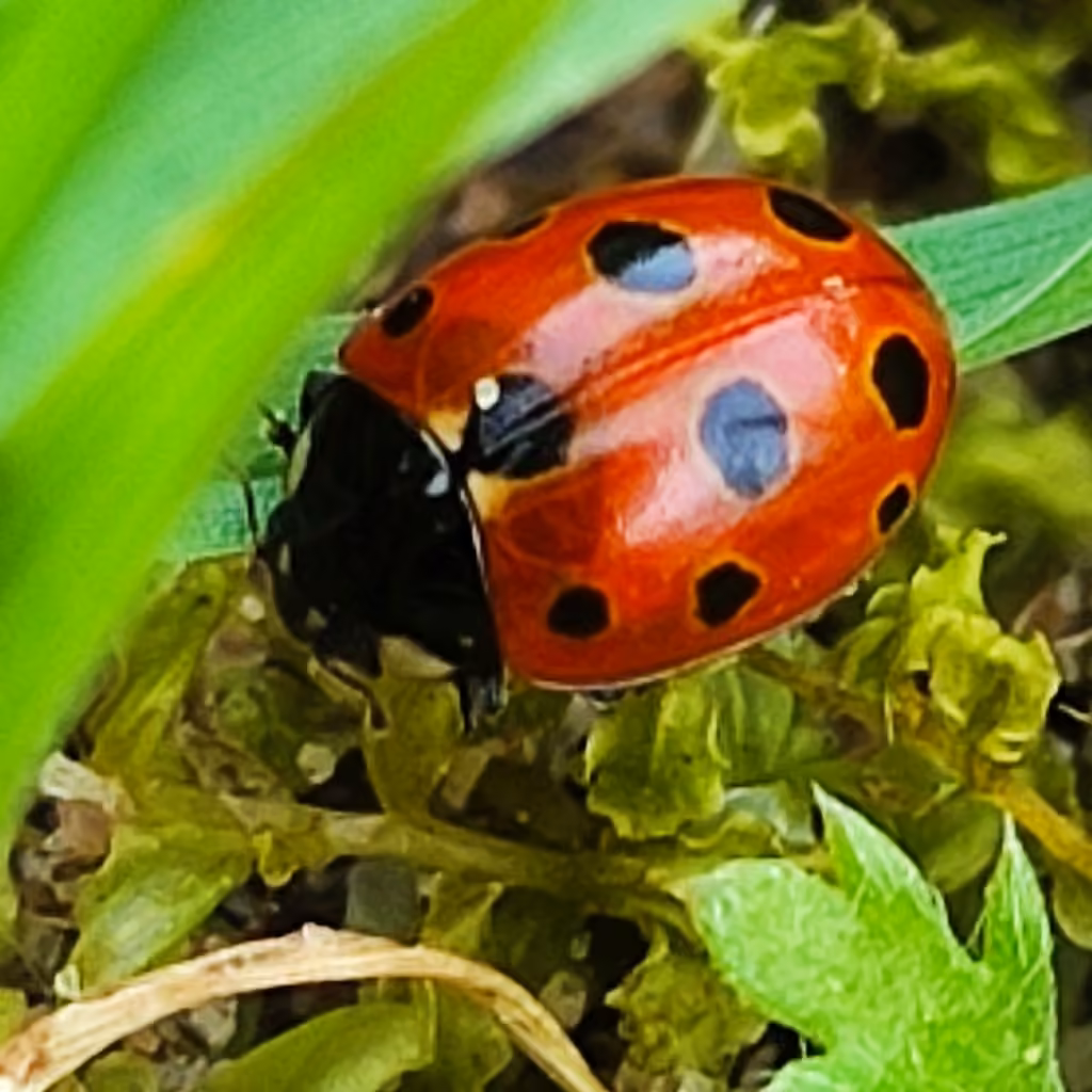 Coccinelle à 11 points, photo 3 sur 5
