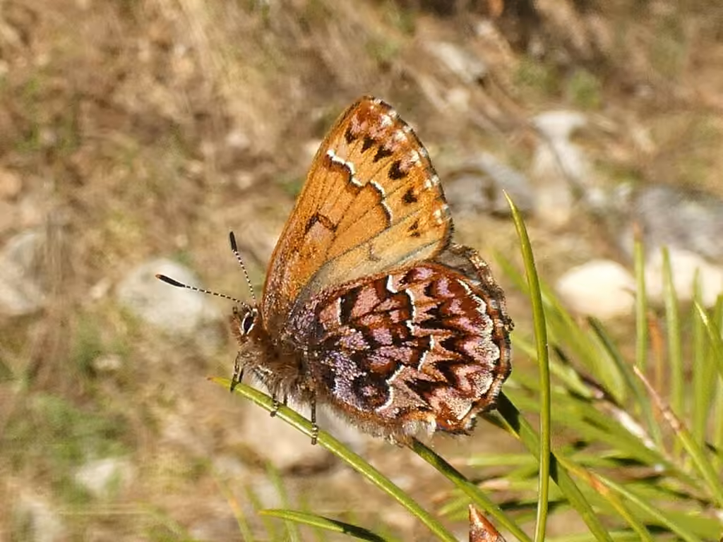 Western Pine Elfin, photo 3 of 5
