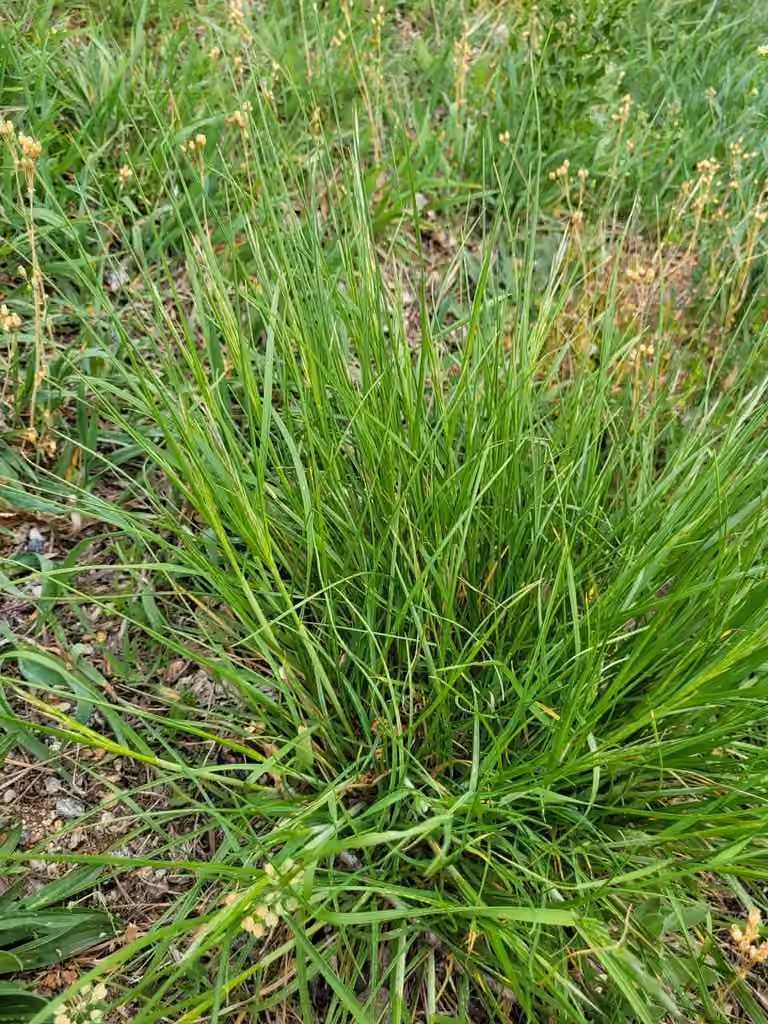Brome dressé, photo 2 sur 5
