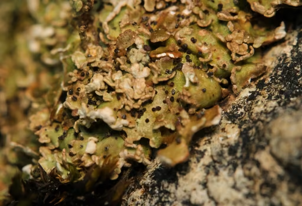 Rosette Pixie-cup Lichen, photo 2 of 5