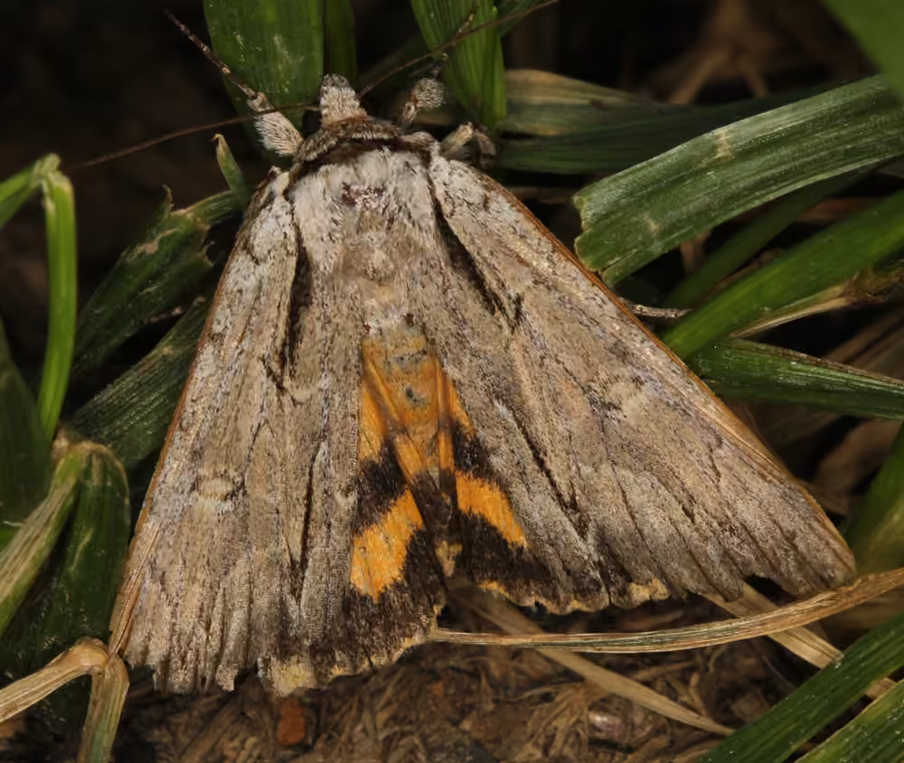 Clinton's Underwing, photo 3 sur 5