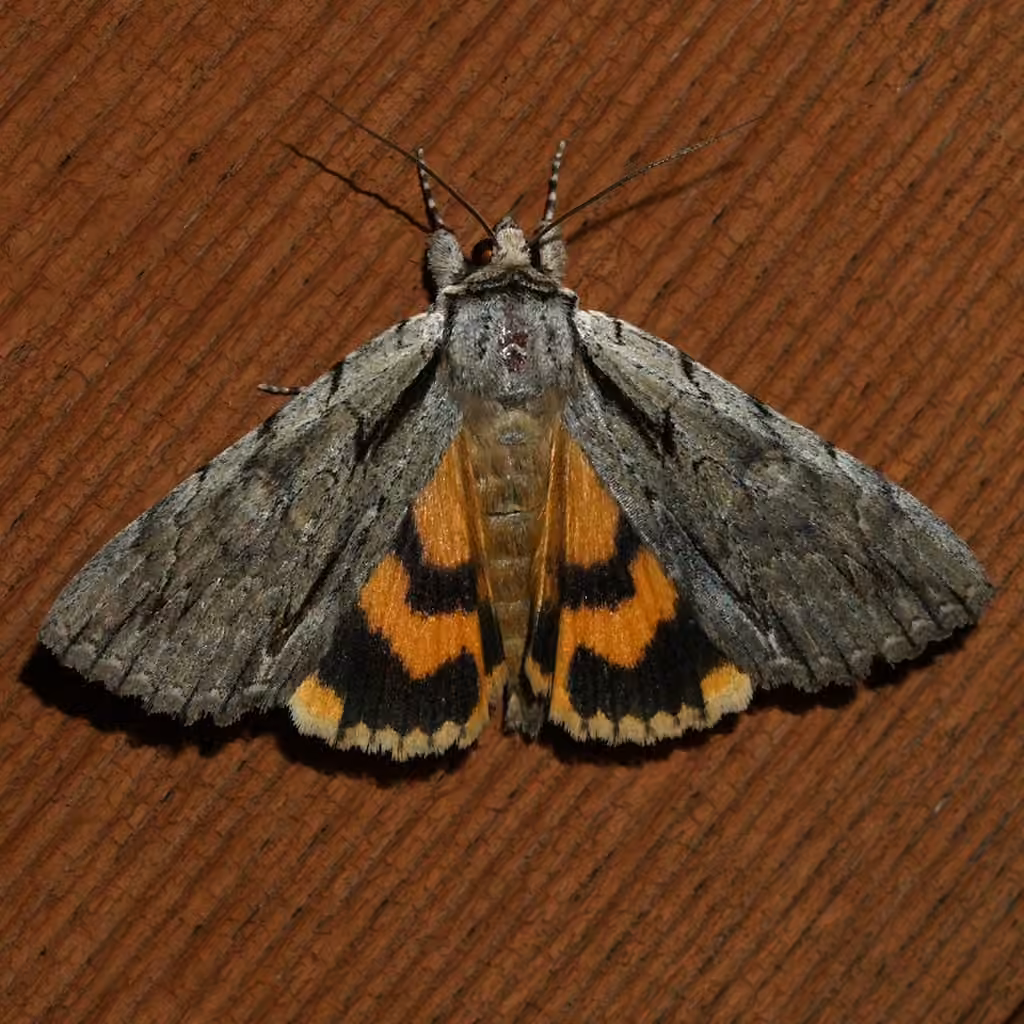 Clinton's Underwing, photo 1 sur 5