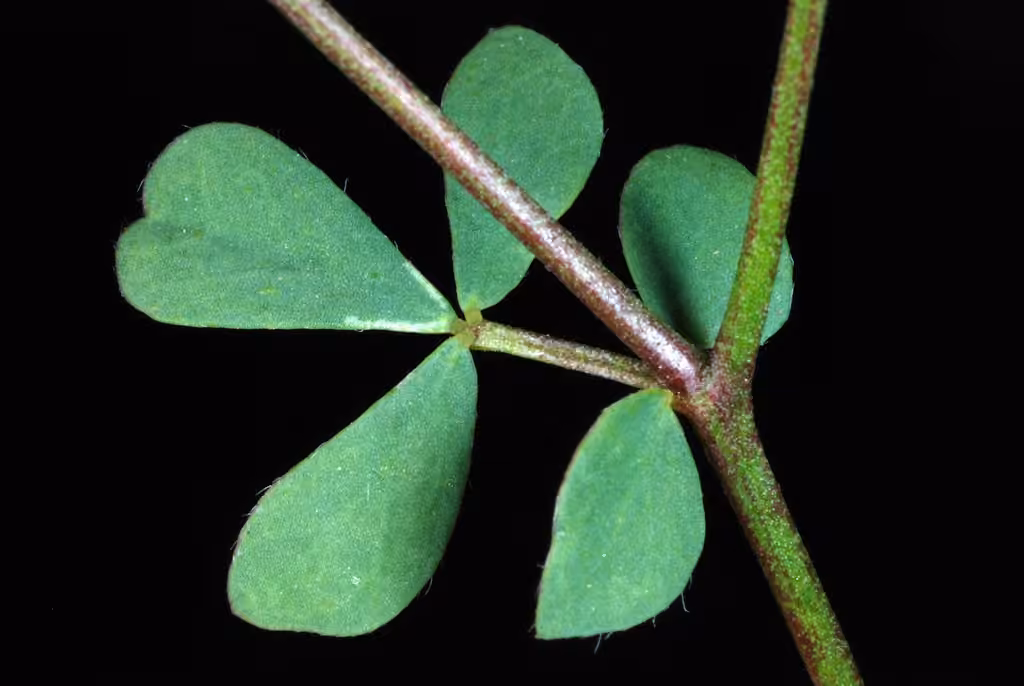 Lotier corniculé, En fleurs