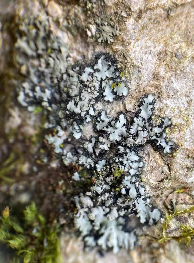Phéophyscie hispide, photo 3 sur 5