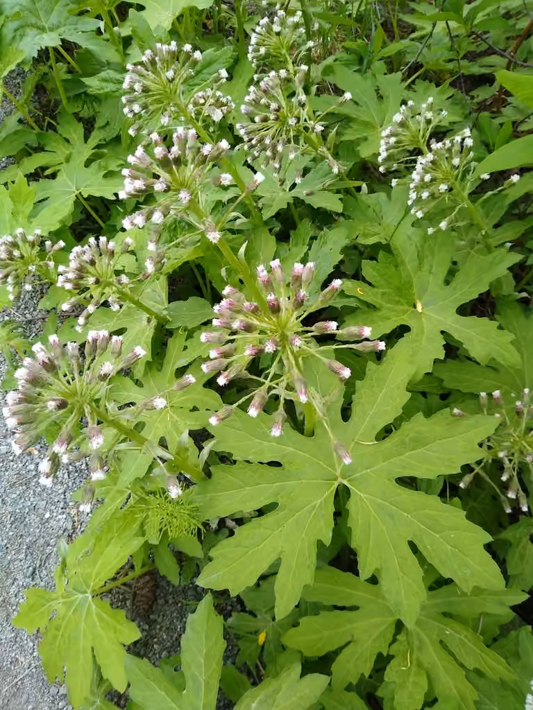 Pétasite des régions froides