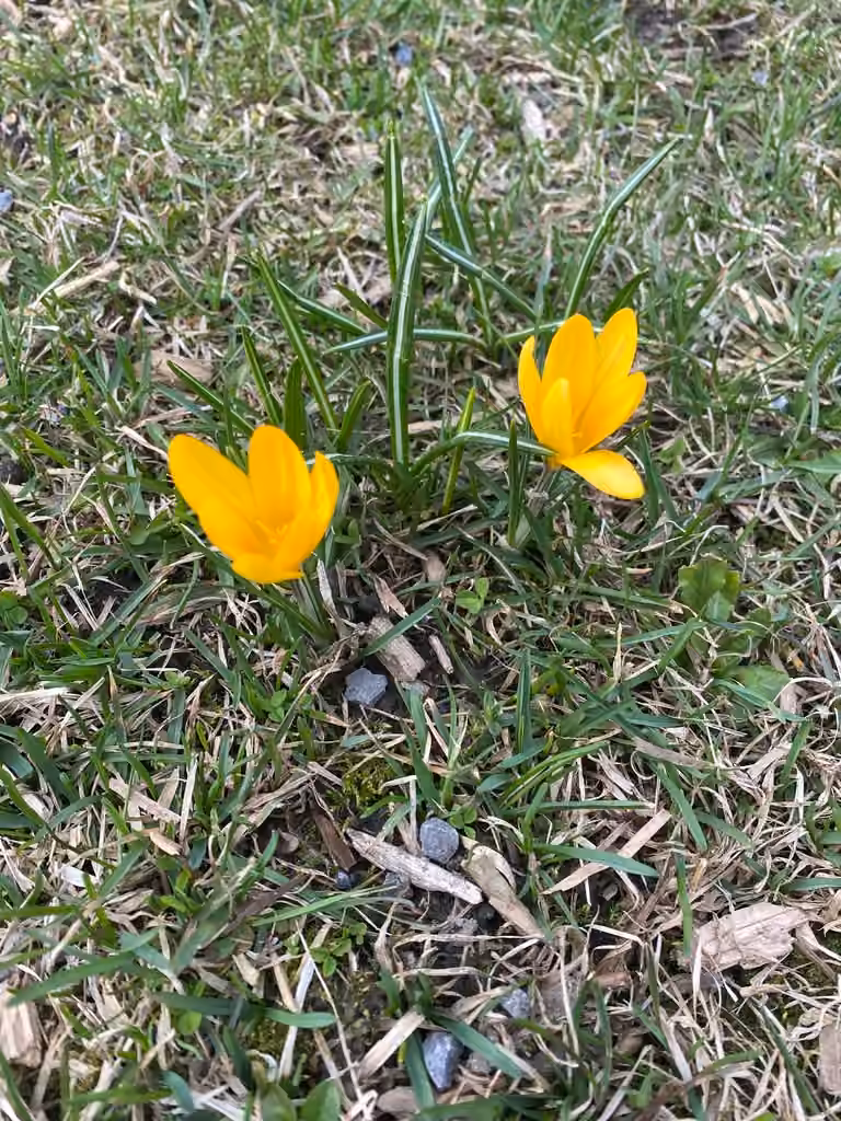 Crocus jaune, photo 3 sur 5