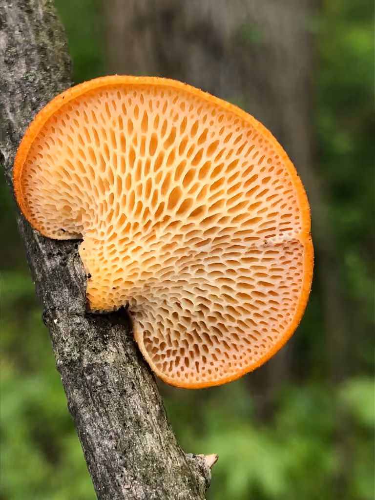 Diamond polypore