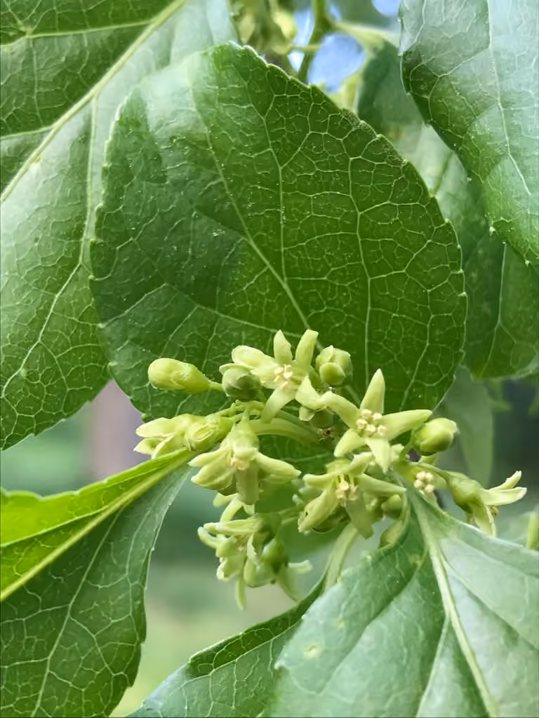 Oriental bittersweet, In flower
