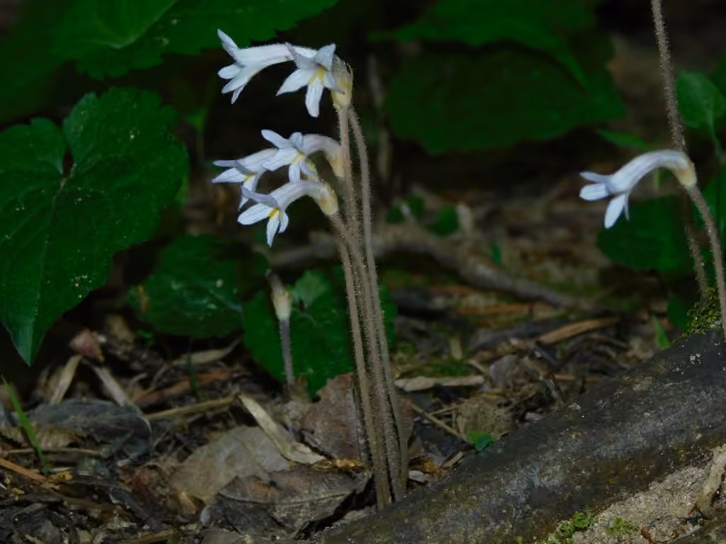 Ghostpipes, In flower