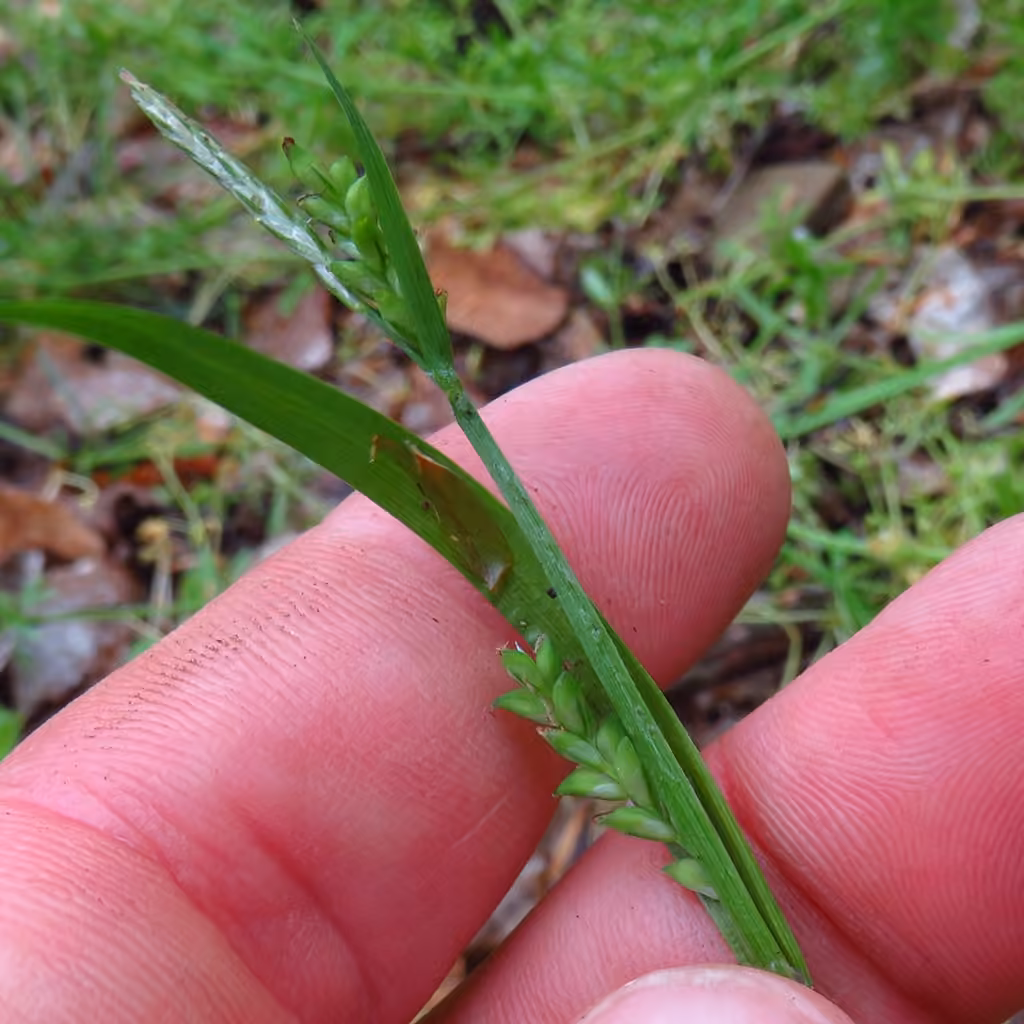Carex du lac à l'Ours-Blanc, photo 1 sur 5