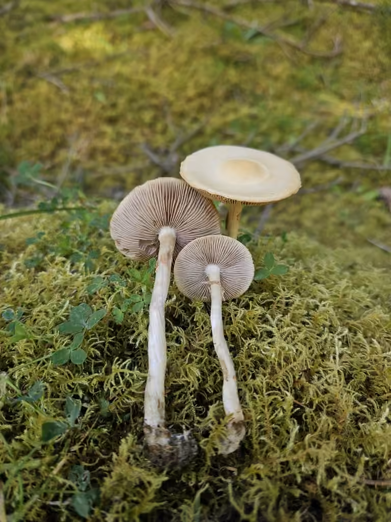 Agrocybe microspora, photo 1 sur 5