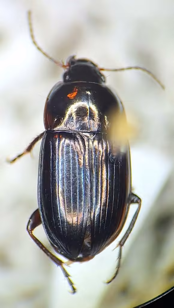 Mesophile Sunshiner, Adult male