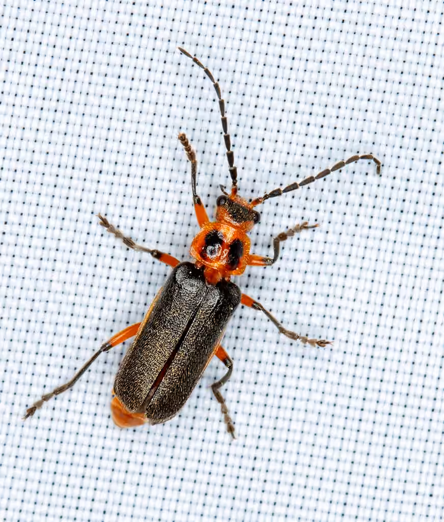 Two-lined Leatherwing, photo 2 of 5