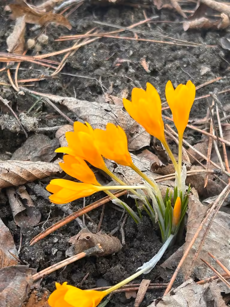 Crocus jaune, photo 2 sur 5