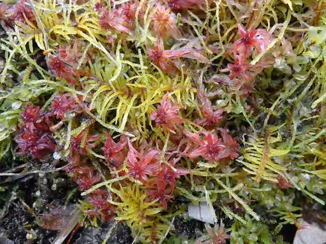 Blandow's helodium moss, photo 2 of 5
