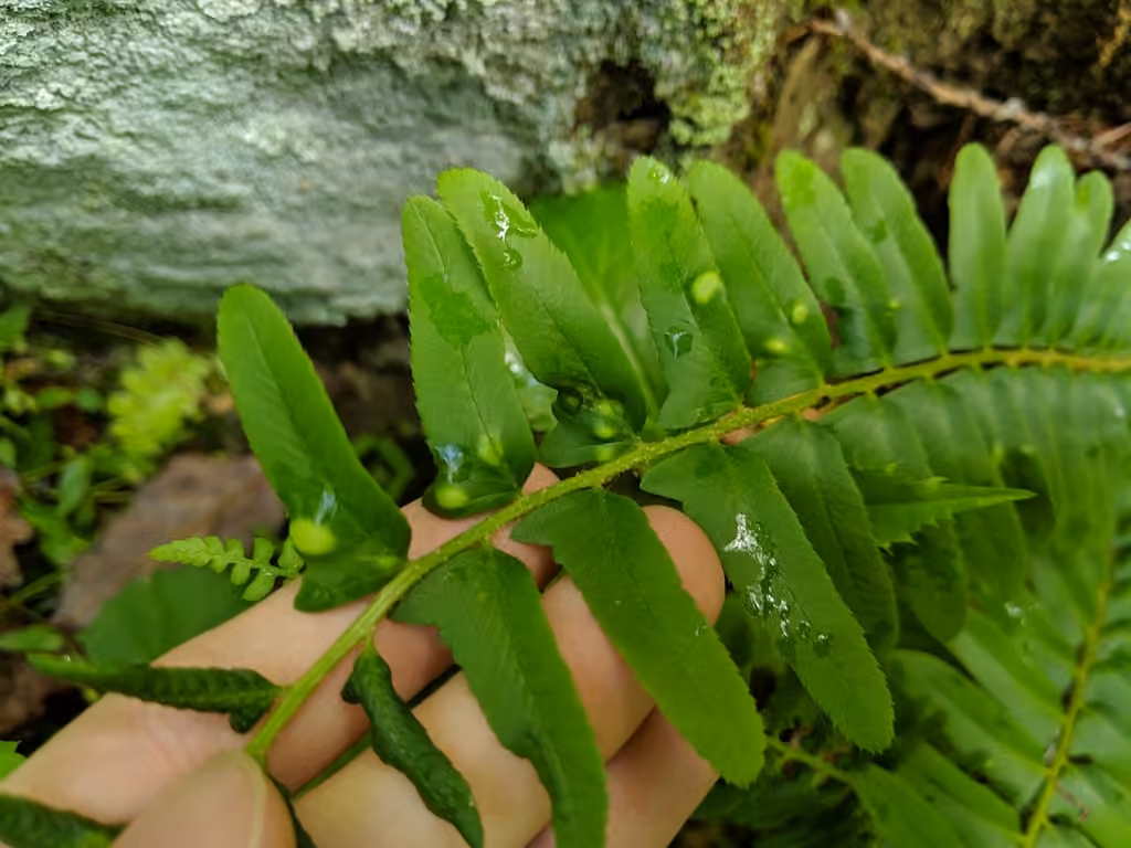 Christmas fern leaf curl, photo 1 of 5