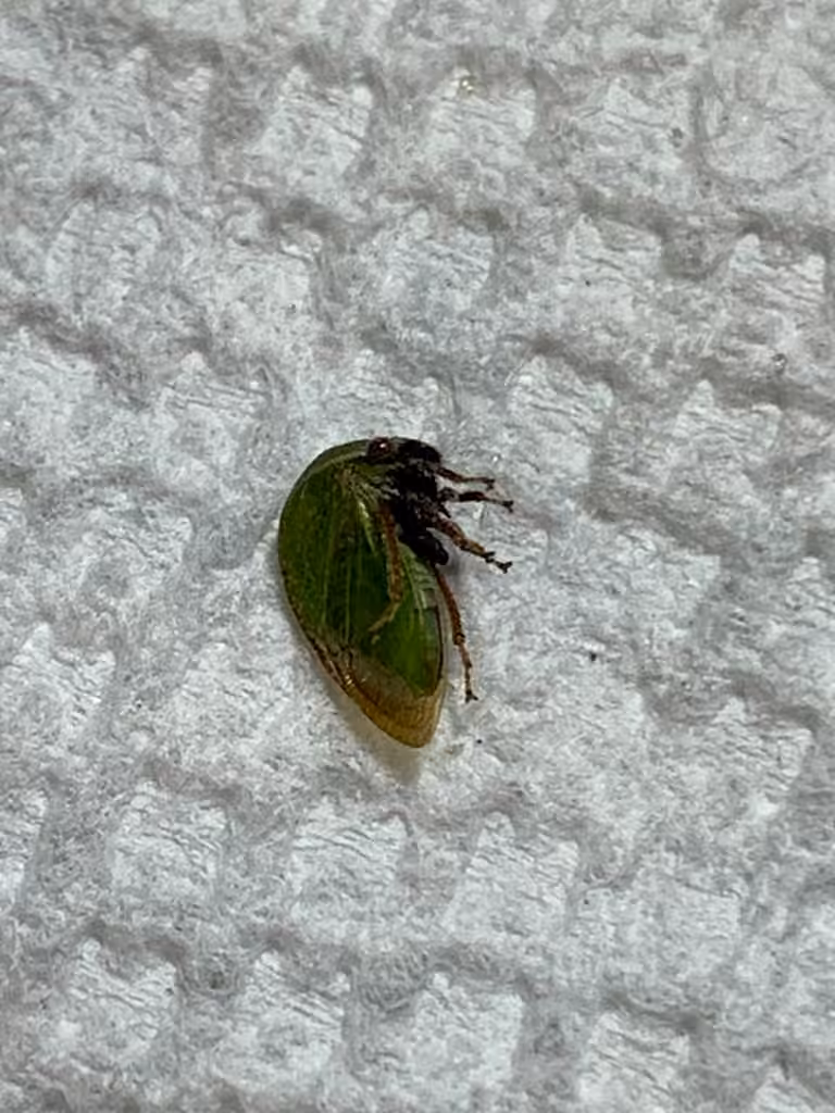 Stictocephala lutea, photo 3 of 5