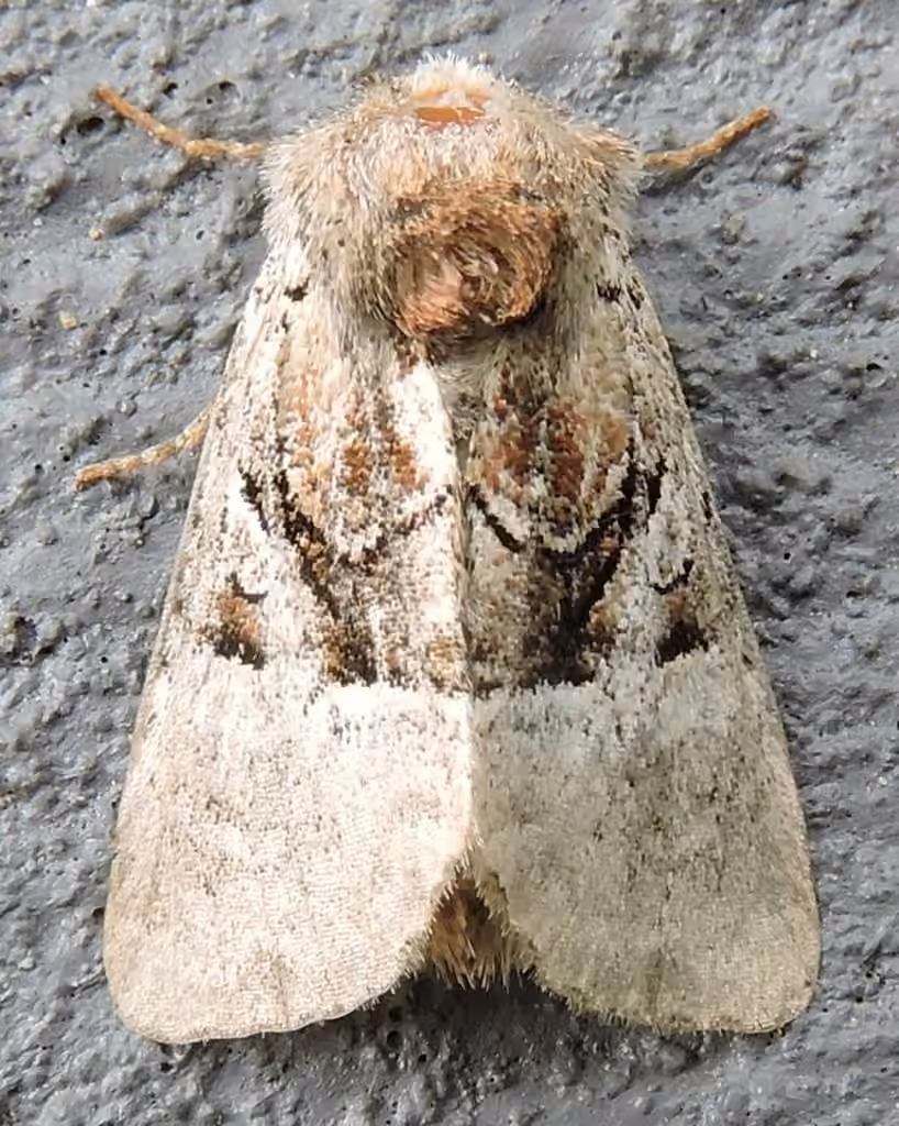 Multicolored Sedgeminer Moth, Adult