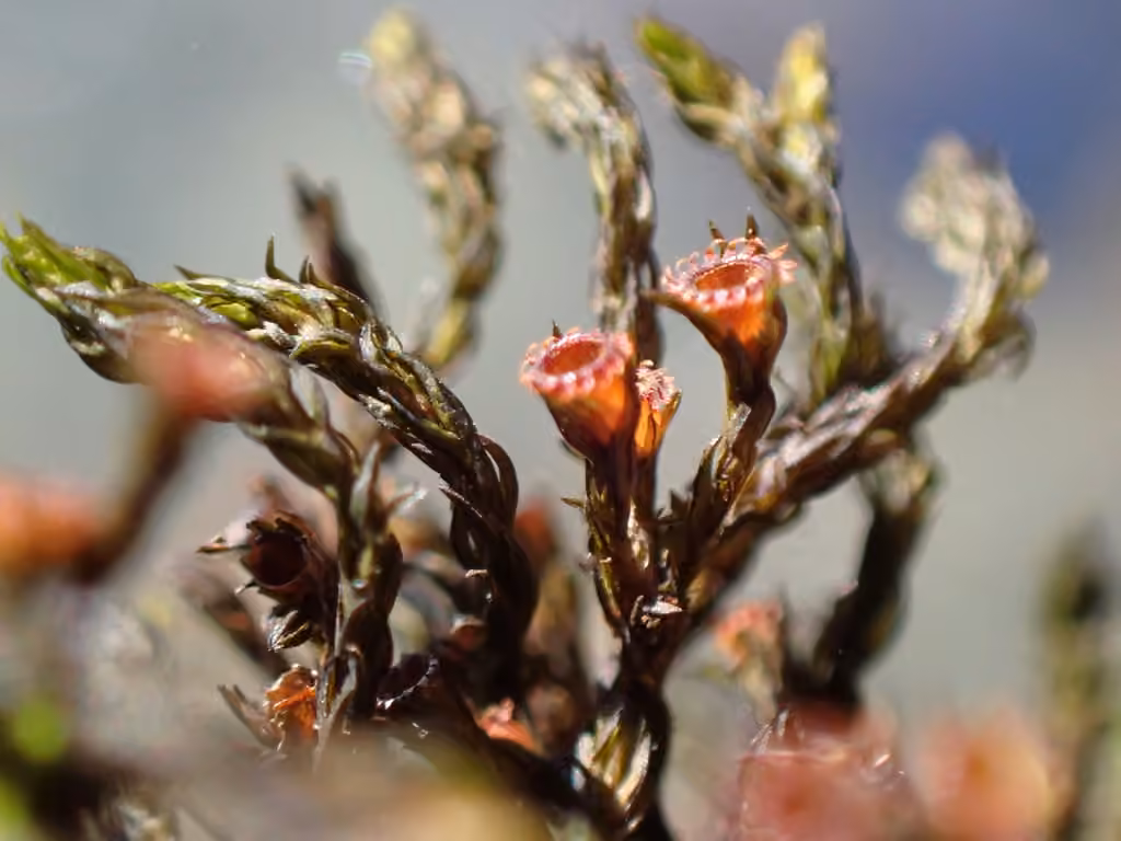Streamside schistidium moss, photo 2 of 5