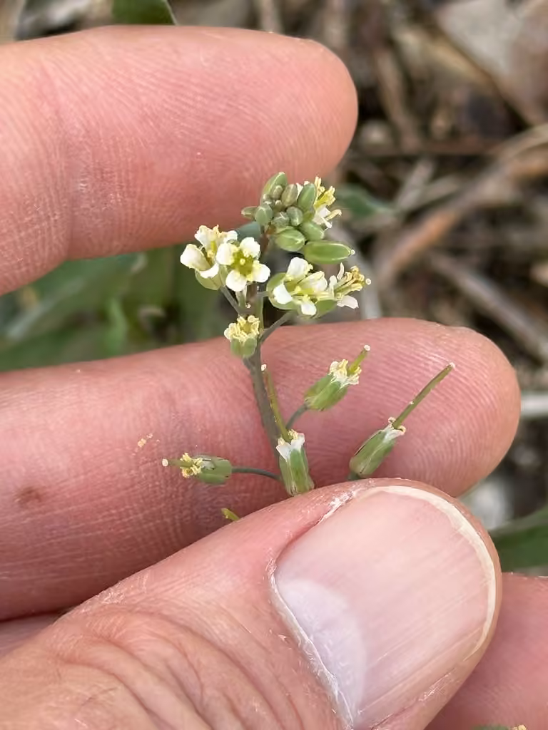 Smooth rockcress, In fruit