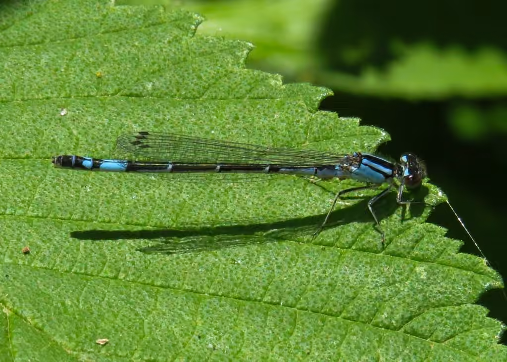 Agrion Saupoudré, Femelle