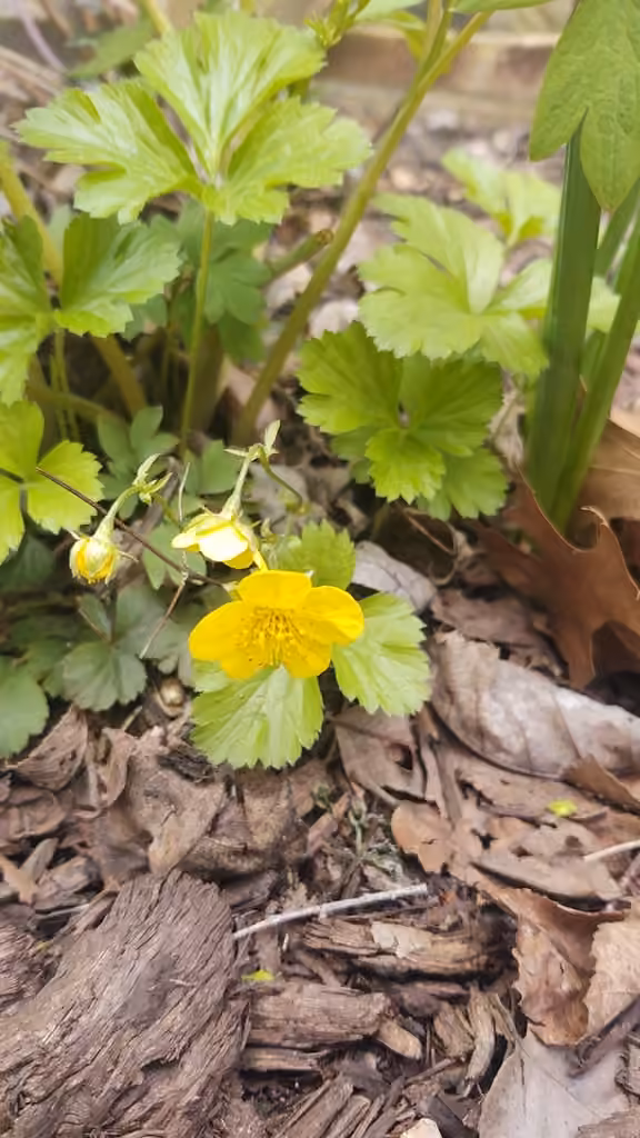 Waldsteinia à trois feuilles, En fleurs
