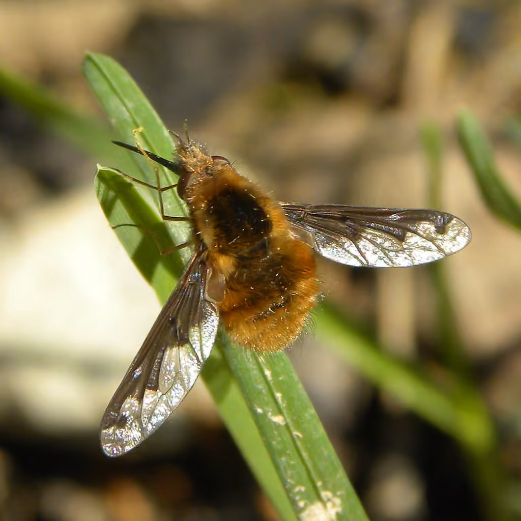 Grand bombyle