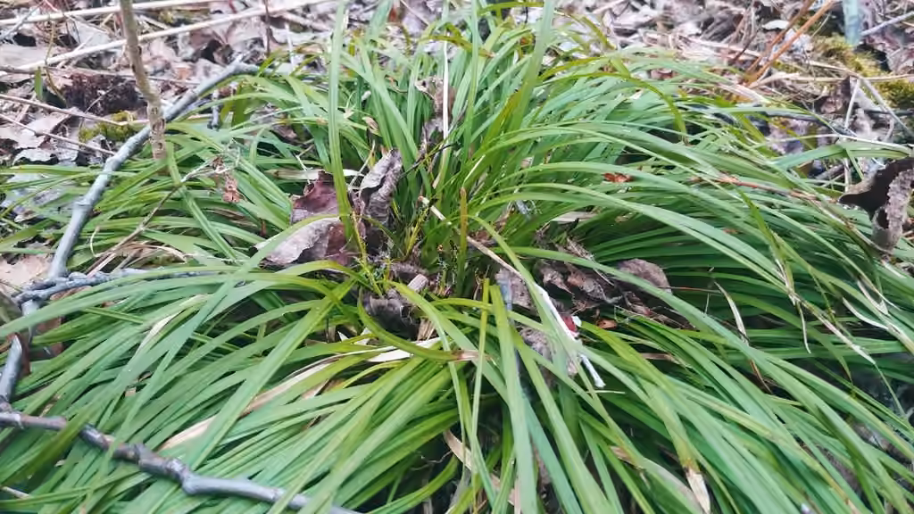Carex pédonculé, En boutons