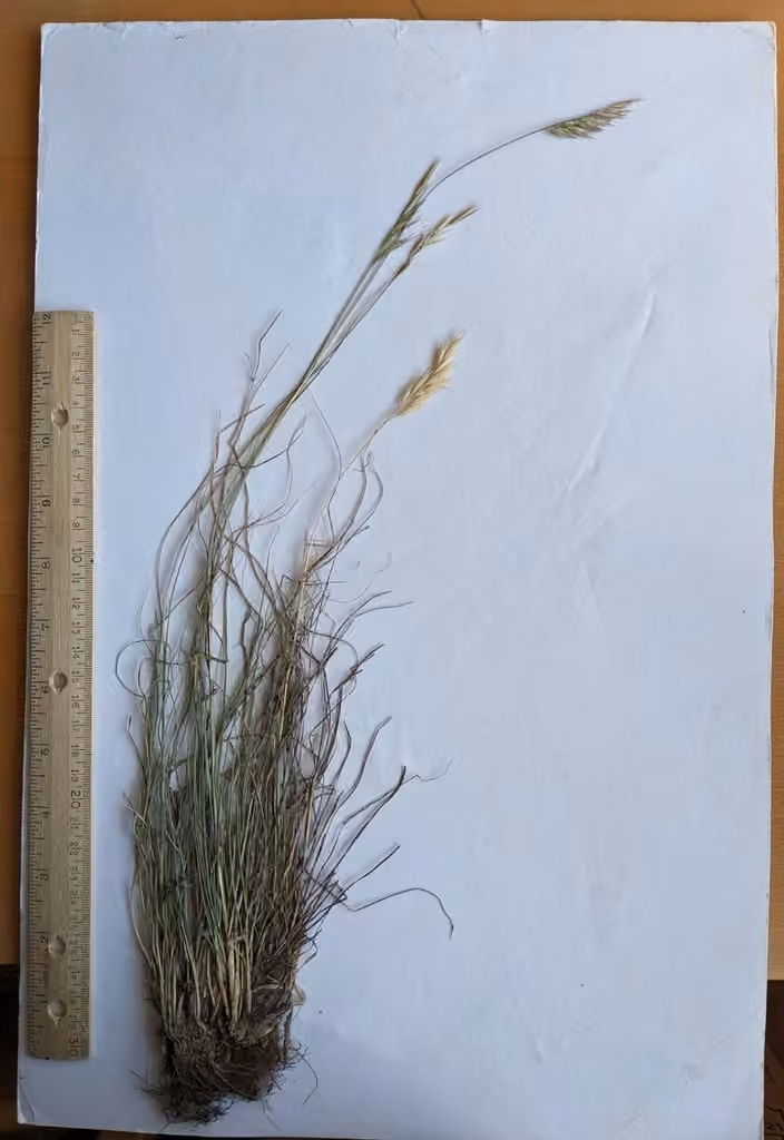 Intermediate oatgrass, In fruit