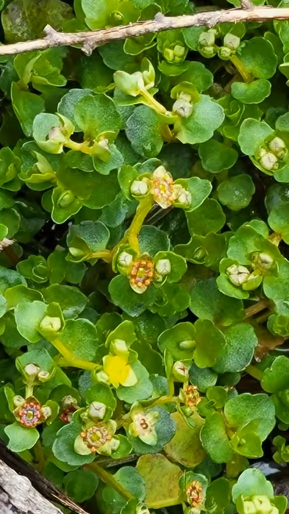 American golden saxifrage, Flower buds