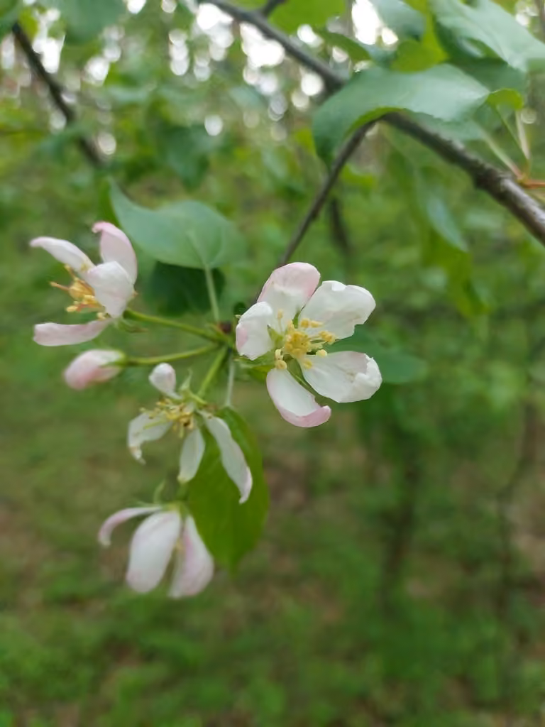 European crab apple, Flower buds