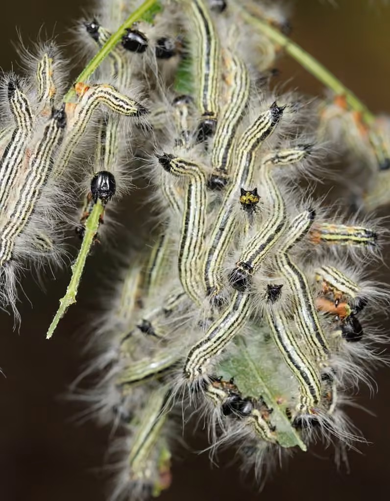 Contracted Datana Moth, photo 3 sur 5