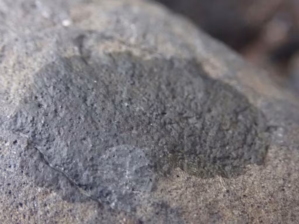 Verrucaire épaisse, photo 2 sur 5