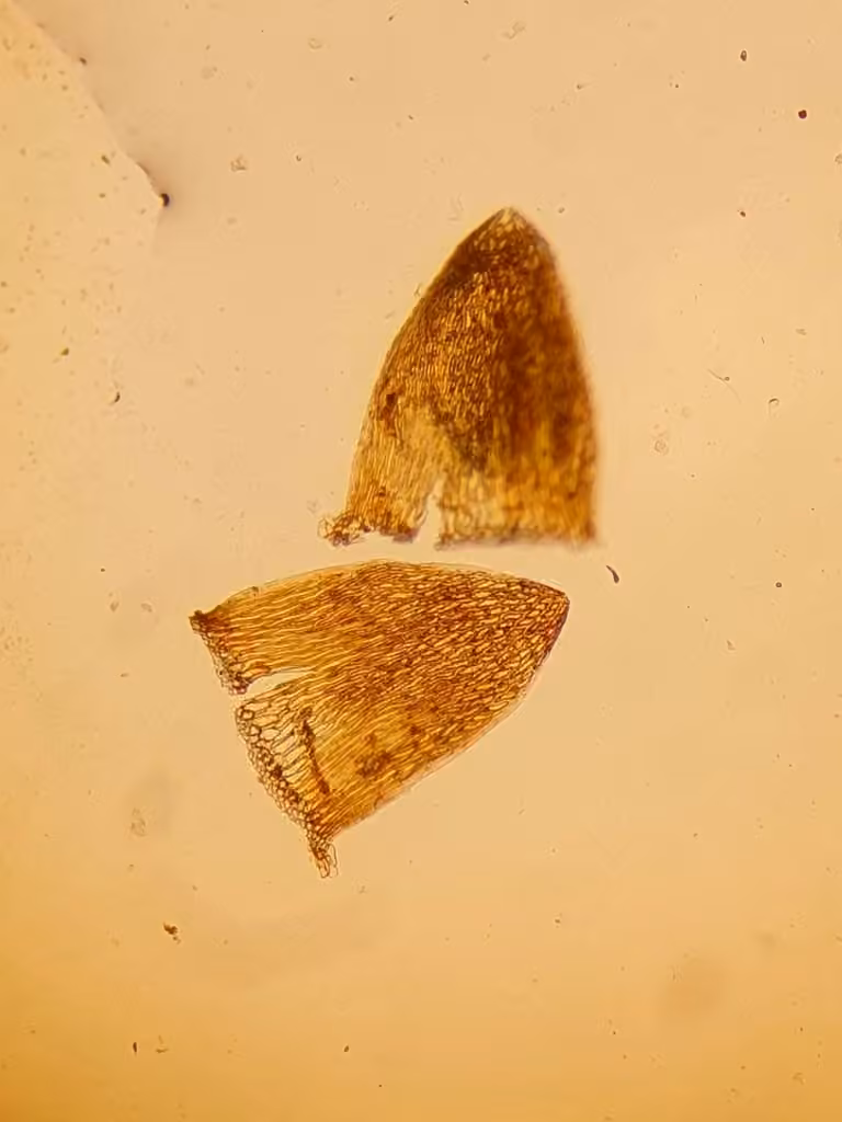 Flexuous Bog-moss, photo 3 of 5