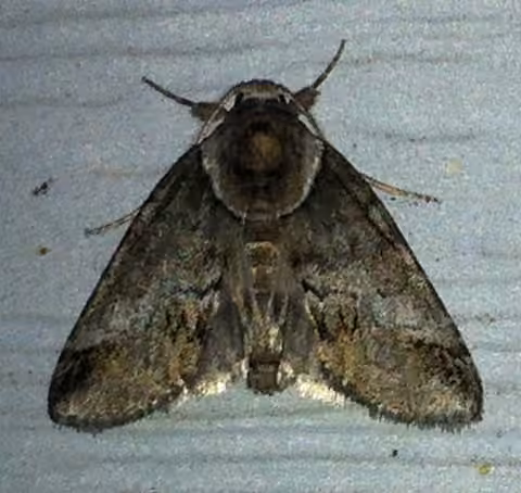 Small Baileya Moth, photo 2 of 5
