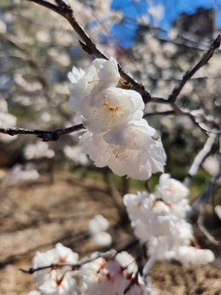 Abricotier commun, En fleurs